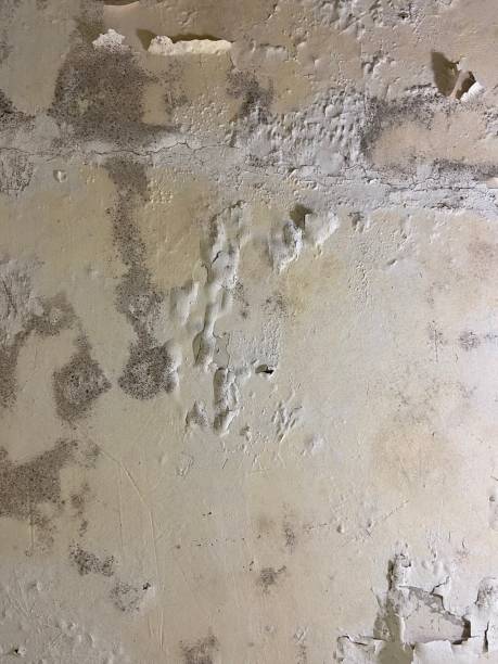 Attic Mold Removal in Oakfield, WI